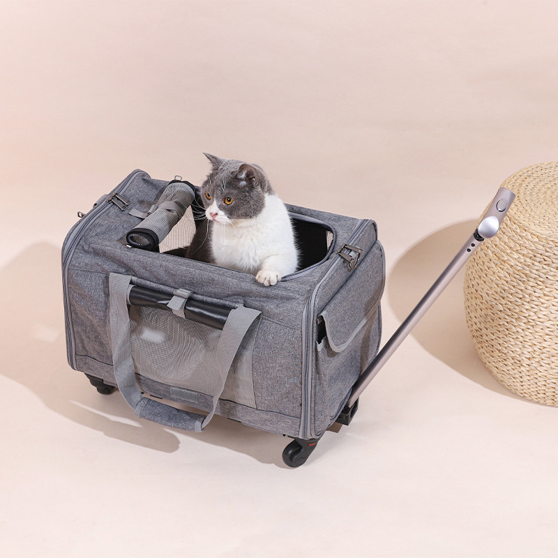 Gato gris y blanco dentro del transportín plegable con ruedas y asa extensible